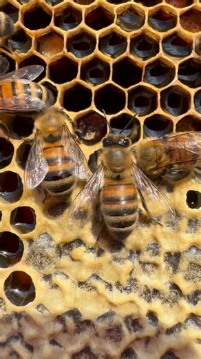 From nectar to honey, amazing proces 🐝😍 Turning nectar into honey is one of the most fascinating things honey bees do. Here’s how it works step by step: 1. Collecting Nectar 🐝 Forager bees suck nectar from flowers using their proboscis (tongue) and store it in their honey stomach (a special crop separate from their digestive stomach). 2. Enzymes Added While in the bee’s honey stomach, enzymes like invertase start breaking down the nectar’s main sugar (sucrose) into glucose and fructose. This 