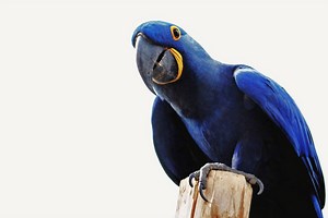 ▷ Guacamayo Azul » Características, Alimentación, Hábitat, Reproducción, Depredadores