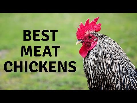 Best Chickens for Meat and profit