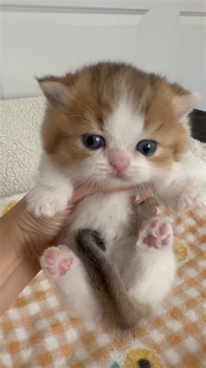 British shorthair & Munchkins on Instagram: "My angel boy, Mini. Golden bicolor Munchkin boy 🥰💕 #dollface #Britishshorthair #britishlonghair #ny11 #ny12 #pure-bred #scottishfold #kitten #Munchkin #fyp #먼치킨 #まんちかん #silvershaded #tinykitten #yoda #scottishkilt #kilt #viralvideo #babykitten #viral #fold #foldcat #calicocat #calico #calicokitten #catstagram #cat #catsofinstagram #catlover"