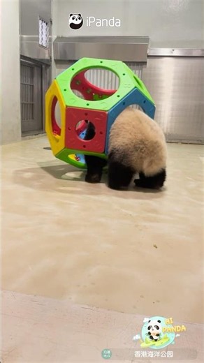 Proof That Pandas Are Not Solid Fat | iPanda #shorts #HKpanda