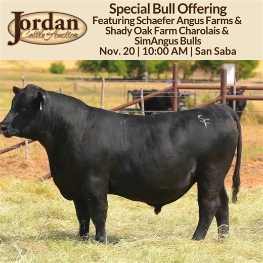Schaefer Angus Farms and Shady Oak Farm Charolais & SimAngus headline our Special Bull Offering on Nov. 20. Quality genetics, great disposition, fertility- and trich-tested, and ready to go to work in your herd! Sale details: https://jordancattle.com/bull-sale-detail-2/ | Jordan Cattle Auction