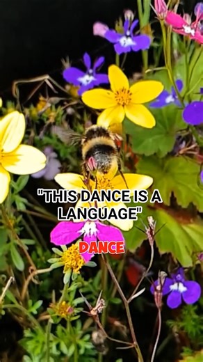 How the Waggle Dance Works