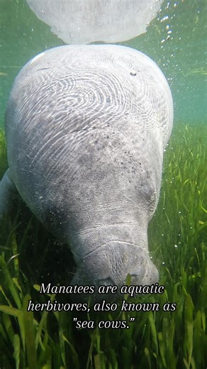 Must be yummy because this gals chowin down! 🌱 Despite being round in shape, manatees are only composed of 3-5% body fat. Must be all those daily greens! 🥬 #manatees #animalfacts #animalreels #mammals #wildlife #wildlifeconservation | Manatee Tour and Dive