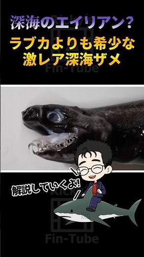 ラブカより希少？エイリアンみたいに顎が飛び出る深海ザメ！ワニグチツノザメ！ #サメ #深海生物 #深海魚 #深海ザメ #サメ社会学