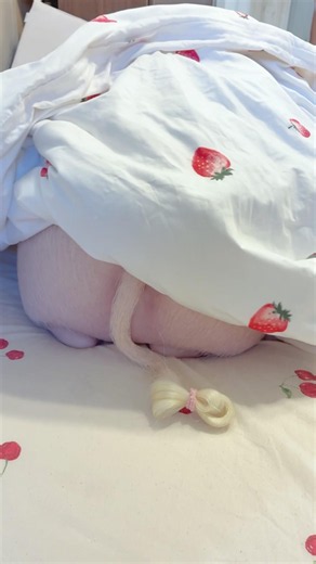 尻たまちゃんの休日🐽🍑 #マイクロブタ #ミニブタ #micropig #minipig #pig
