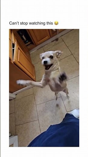 🤣 DOG GOT THE MOVES! 🕺🐶 | Funniest Dance Ever 😭 #dog