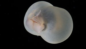 These Flying Buttocks Are Actually A Pigbutt Worm