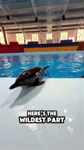 Why Dolphins Never Truly Sleep