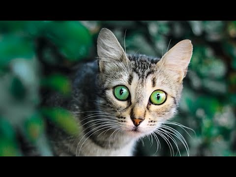 FUNNIEST and CUTEST CAT VIDEOS 2021 | Lovely Cats