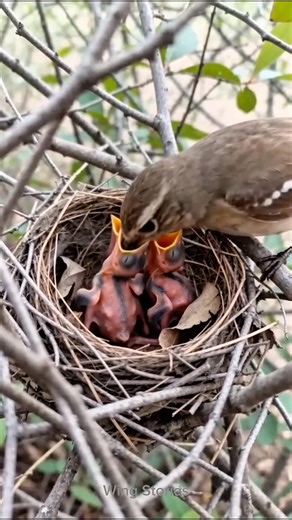 So hungry… until mom arrived. 🐦#shorts