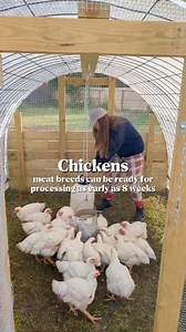 501K views · 8K reactions | Want to raise meat for your family, but...