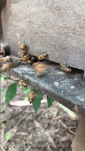 “Worker Bees’ Jobs Explained 🐝 | Hive Roles Revealed”