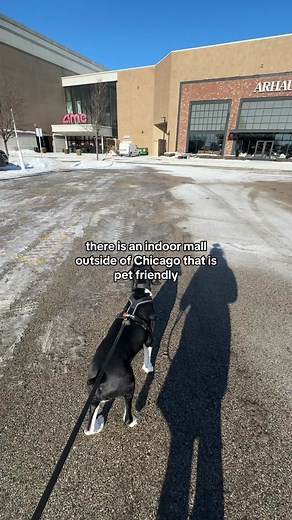 Exploring Northbrook Court - Dog-Friendly Mall Adventure in Chicago