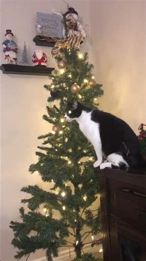 Cats Rockin’ Around the Christmas Tree 🎄 | Funny Cat Holiday Short