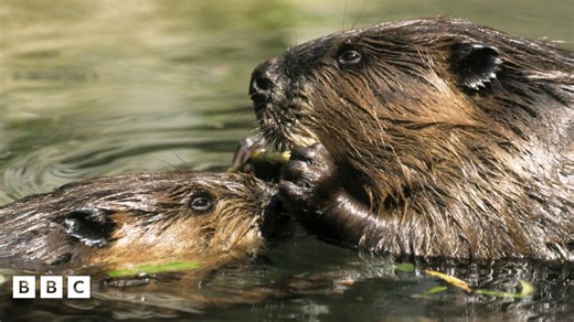 Wildlife: First baby beaver born in 400 years in Staffordshire
