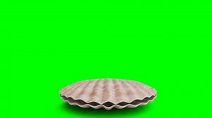 Opens Closes Pearl Inside Sea Shell Stock Footage Video (100% Royalty-free) 1034324345 | Shutterstock