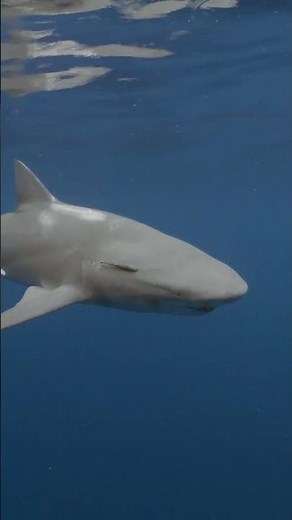 Swimming with one of the sea’s coolest creatures — the lemon shark!
