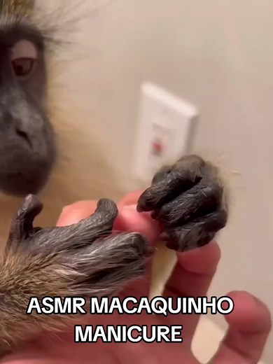 ASMR Macaquinho Manicure