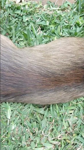 Shaded Red Dachshund Puppy Grows From 8 - 30 Weeks [Colour Transformation] #shorts