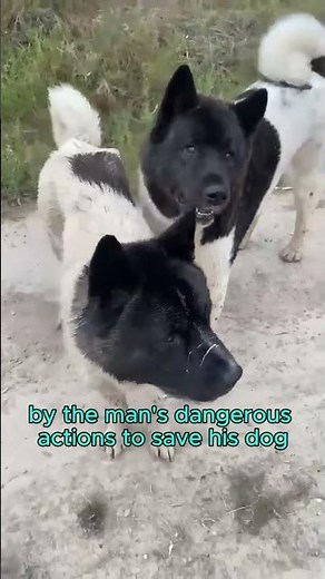Man Fights Giant Kangaroo to Save His Dog #animals #Kangaroo #Dog #wildlife #shorts
