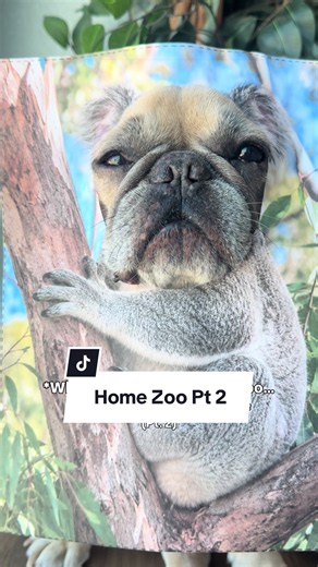 Apparently the zoo expanded… 😂 Which animal should Apollo become next? #frenchbulldog #funnydogs #dogsoftiktok #animalcomedy #zooanimals