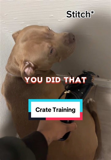Crate Training Tips for Happy Puppies and Dogs