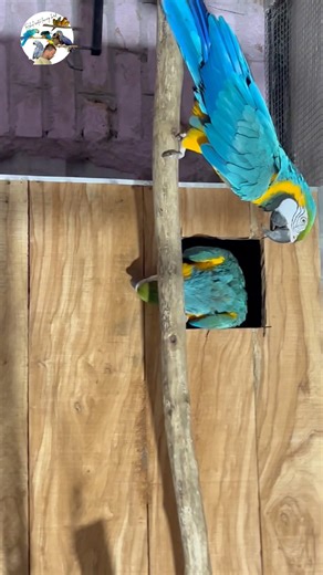 Macaw Breeding Box | Macaw See His Breeding Box First Time | Happy Macaw Parrot | #macaw #parrot
