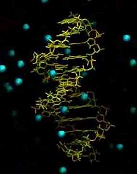 Dynamics of a DNA-fragement