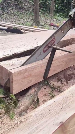 A worker is splitting a large wooden log using chainsaw
