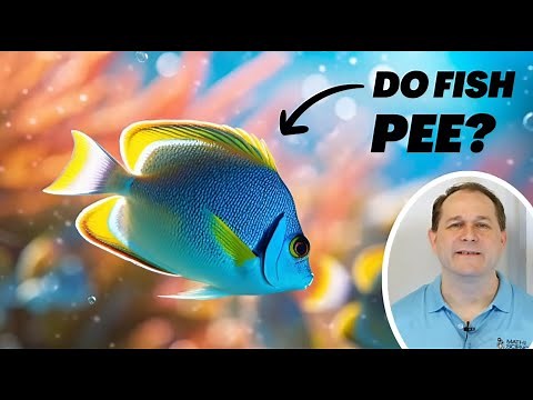 Do Fish Pee? A Science Deep Dive into Fishy Business!