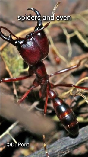 Imagine a blind army sweeping the forest floor | Army Ants | S01 008 | Remarkable Insects