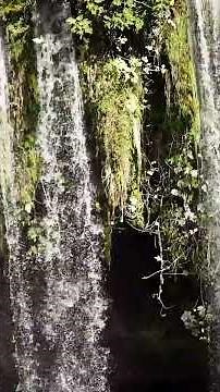 Mozart for Morning Clarity, K. 136, Pilgrim Classics, #classicalmusic,