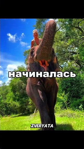 Друг слон 🤯