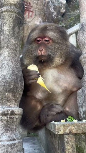 Monkey Loves Houttuynia, Bites End, Clean-Loving. #E'mei Mountain Monkeys