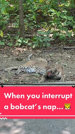 Bobcat Yawns with All Teeth | Wildlife Encounter in Texas