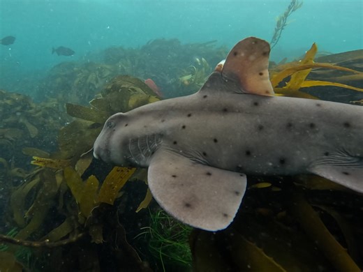 Same Horned Shark, Different Perspectives in Laguna Beach