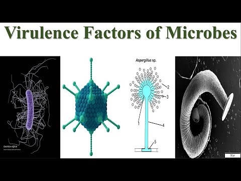 Virulence Factors of Microbes | Explained Virulence Factors of Bacteria, Viruses, Fungi & Parasites