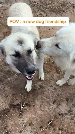Adorable Dog Duo: Watch Their Heartwarming Friendship Unfold #DogFriends #CuteCompanions
