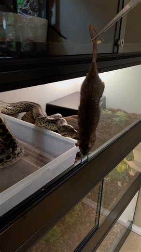 My Yellow Anaconda STRIKES Before You Can Blink! 🤩🐍 #wildlife #shorts #snakes