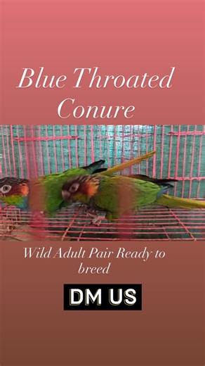 Tails and Feathers | Cockatiel Conure | Tamed birds Chennai on Instagram: "Blue Throated conure pair wild ready to breed. #bluethroatedconure #breeding #conurecare #birdcare #conuretraining"