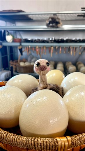 📍 Pasando las Outlet, a solo 30 min de Guadalajara… 🤠 Te espera Mundo Avestruz 🍔 Comida exótica y deliciosa 🦤 Avestruces reales 🍽️ Restaurante, tienda y pura buena vibra Un lugar diferente, cerquita de ti 🧍‍♂️🧍‍♀️ #Guadalajararestaurante #Turismo #foodiegdl #comida #foodie | MundoAvestruz