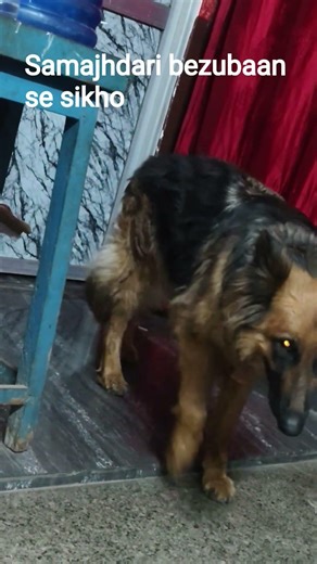 #log ise maarte kyon Hai #inke baddua nahin leni chahie