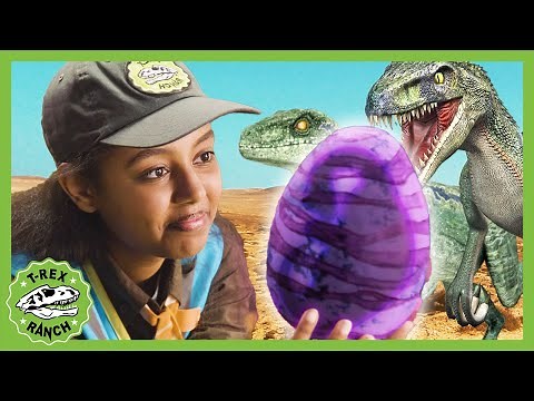 Mystery Dinosaur Egg! The Cool Down | T-Rex Ranch Dinosaur Videos
