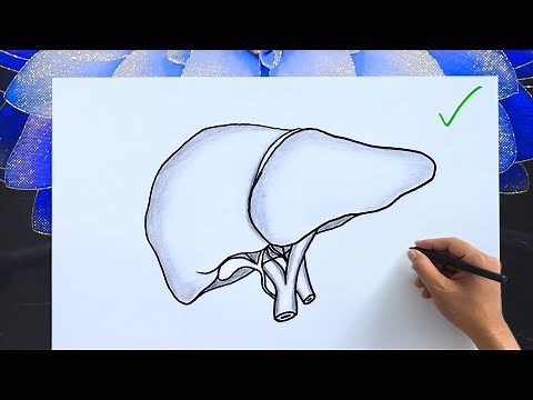 How to Draw a Human Liver | Easy Anatomy Diagram with Labels | Human Liver Drawing