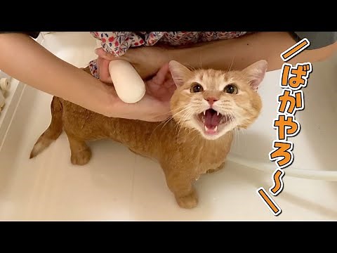 お風呂が怖くてかわいい鳴き声で叫び続ける短足マンチカン！