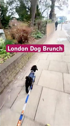 Dog‑Friendly Cafés in London 🐶 Best Brunch Spots With My Toy Poodle