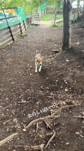 早朝5時のソロドッグランを楽しむビーグルがかわいかった🩷 #puppy #beaglecrew #癒し #beagle #ビーグル #可愛い #散歩 #かわいい #cute #愛犬 #love