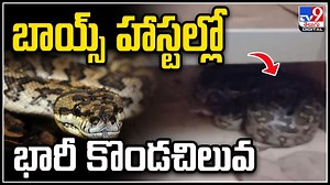 Python: ఐటీ బోయ్స్‌ హాస్టల్‌లో మంచంకింద నక్కిన భారీ కొండచిలువ.. ఆతర్వాత.?