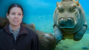 Otis y Funani son una pareja de hipopótamos que han tenido varias crías en #ElZoológicoDeSanDiego, y parece que volverán a ser padres. | Animal Planet Latinoamérica